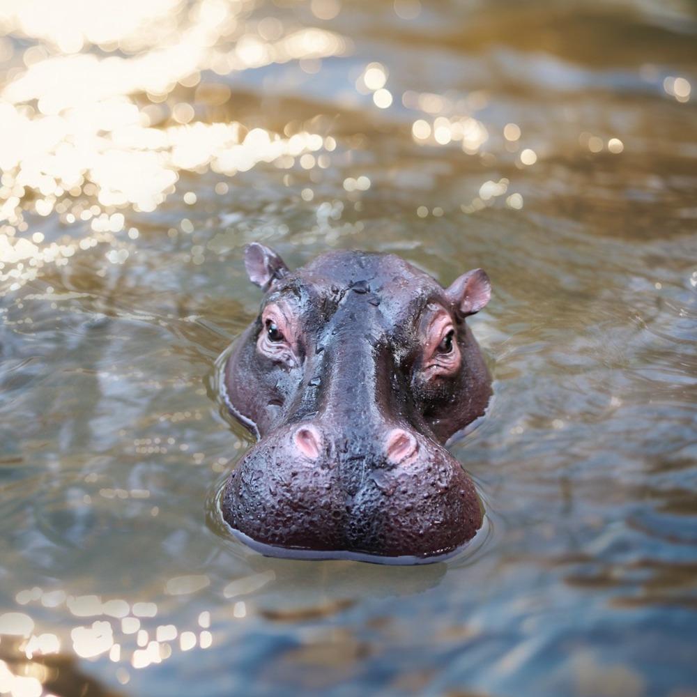 Funny Pond Floating Hippopotamus Head Resin Craft Animal Figurines Decoration Garden Lawn Pond Hippopotamus
Funny Pond Floating Hippopotamus Head Resin Craft Animal Figurines Decoration Garden Lawn Pond Hippopotamus