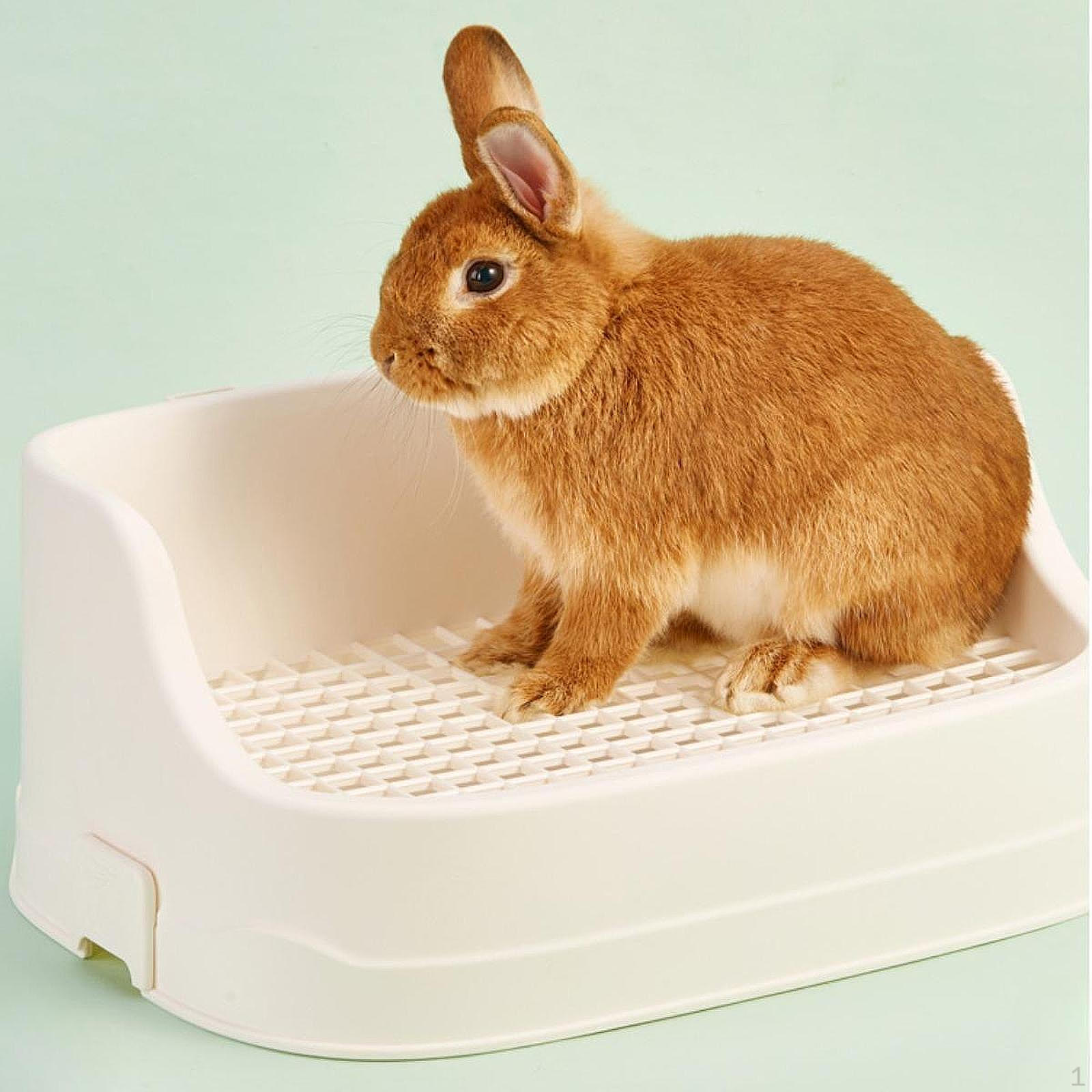 Угловой туалетный лоток Bunny Potty для мелких домашних животных с застежкой-кнопкой для помещения белый
Угловой туалетный лоток Bunny Potty для мелких домашних животных с застежкой-кнопкой для помещения белый