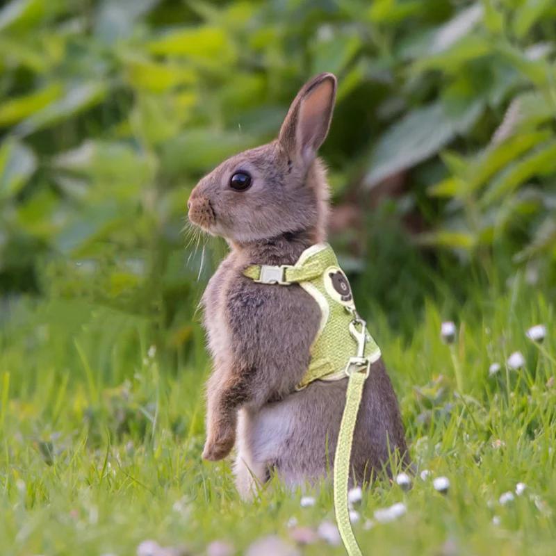 Cute Rabbit Harness Leash Set Bunny Pet Accessories Small Pet Carrier Teddy Bear Cat Leash Rabbit Collar Rabbit Accessories S-suit 1.0-2.3kg
Cute Rabbit Harness Leash Set Bunny Pet Accessories Small Pet Carrier Teddy Bear Cat Leash Rabbit Collar Rabbit Accessories S-suit 1.0-2.3kg