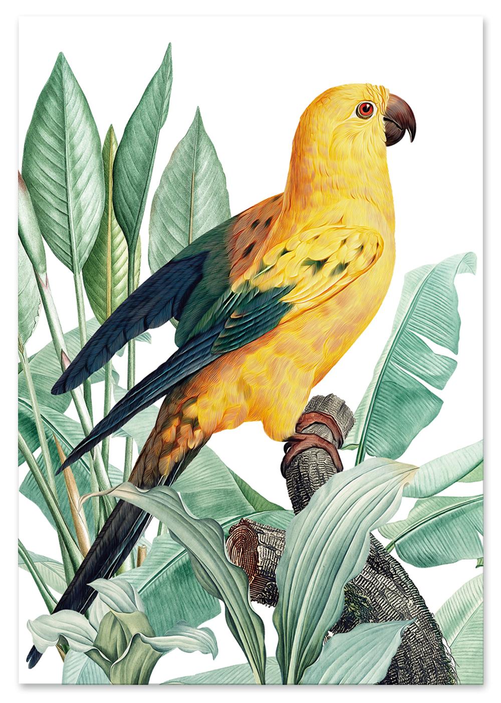 Plakat papuga złota rośliny egzotyczne 30x40 cm
Plakat papuga złota rośliny egzotyczne 30x40 cm