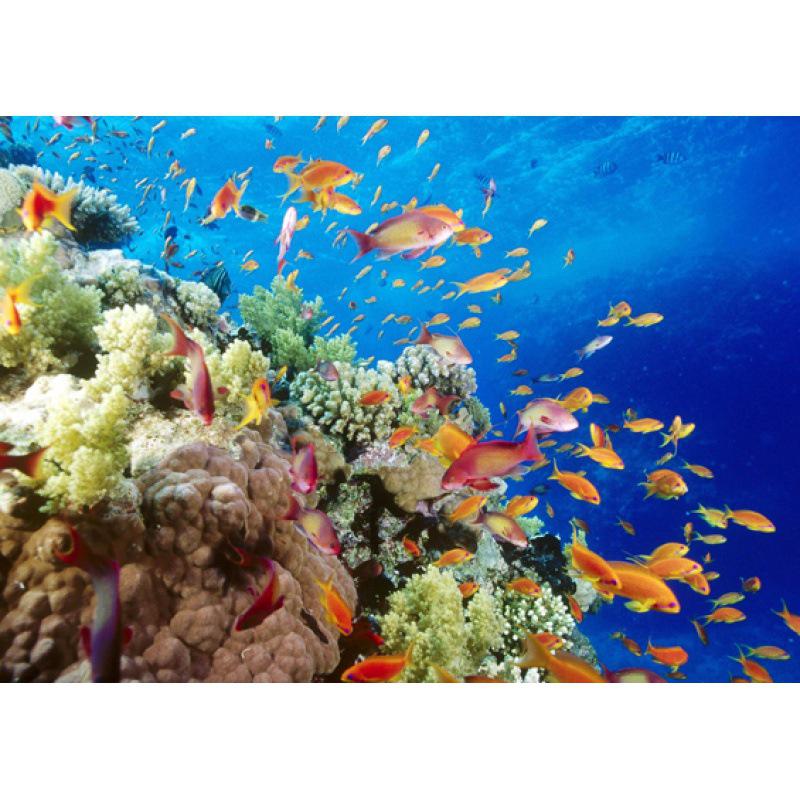Framed Seabed Creatures Coral Poster: Decorative Wall Art White card paper (non-adhesive) 30*42 cm
Framed Seabed Creatures Coral Poster: Decorative Wall Art White card paper (non-adhesive) 30*42 cm