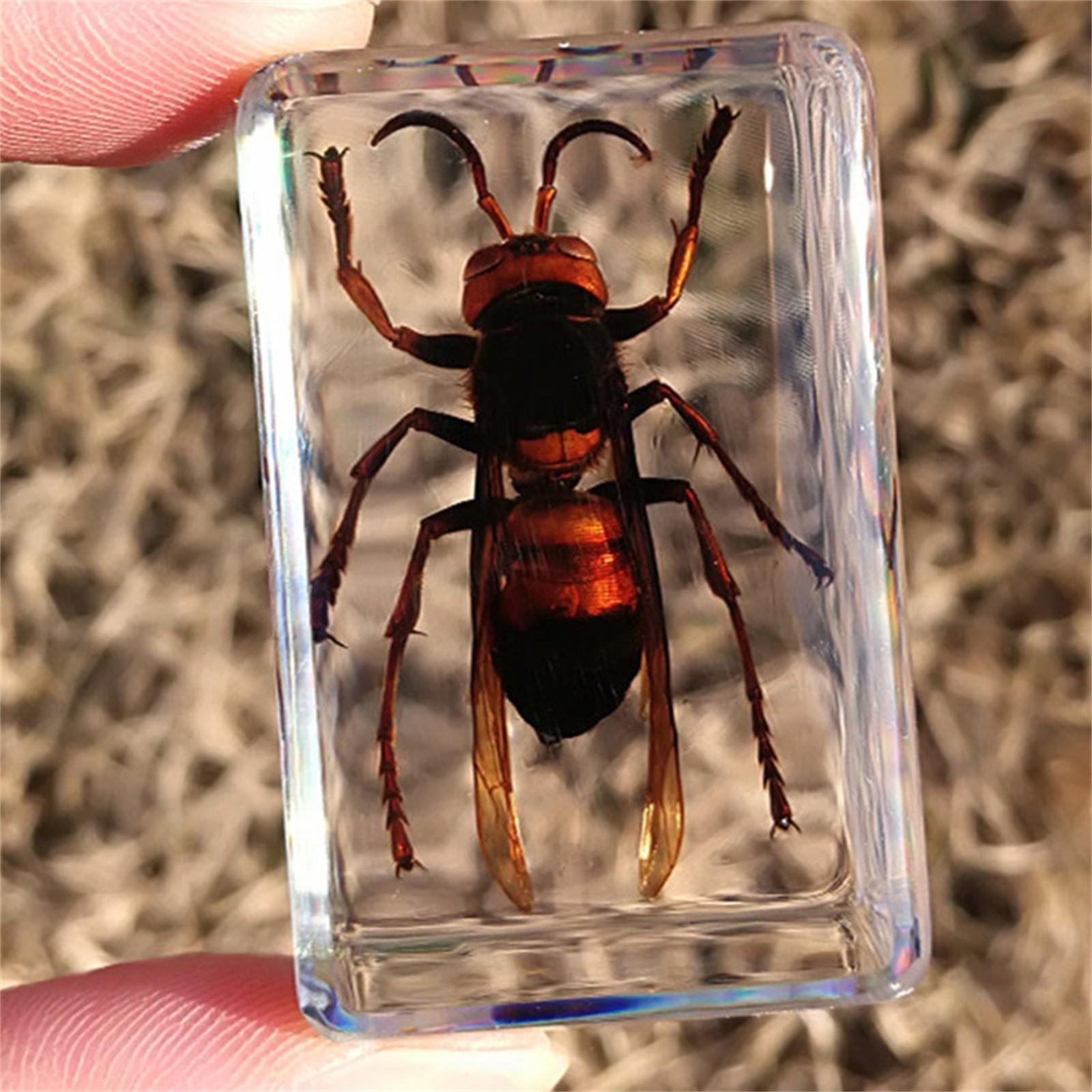 Блок для образцов насекомых из смолы – настоящий в прозрачной эпоксидной смоле для науки, образования и домашнего декора
Блок для образцов насекомых из смолы – настоящий в прозрачной эпоксидной смоле для науки, образования и домашнего декора