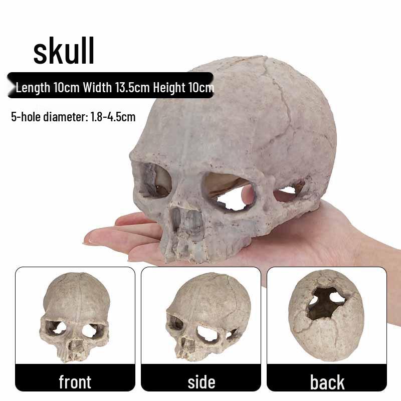Terrarium Skull Decoration for Reptiles & Aquariums
Terrarium Skull Decoration for Reptiles & Aquariums