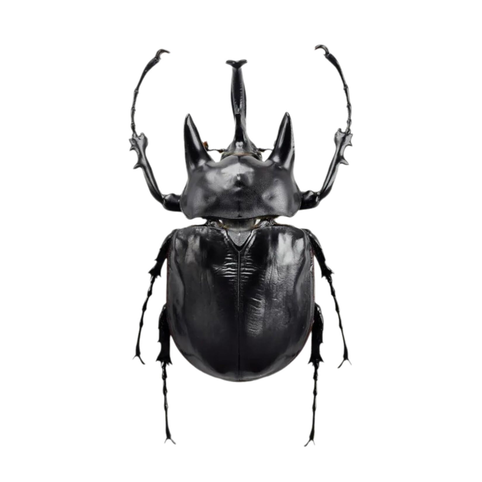 BACALYSO Nirvana Action Elephant Beetle Figure Beetle Beetle Холодильник Наклейка Магнитный Орнамент Магнит Настоящая Взрослая Иллюстрированная Книга Насекомое
BACALYSO Nirvana Action Elephant Beetle Figure Beetle Beetle Холодильник Наклейка Магнитный Орнамент Магнит Настоящая Взрослая Иллюстрированная Книга Насекомое