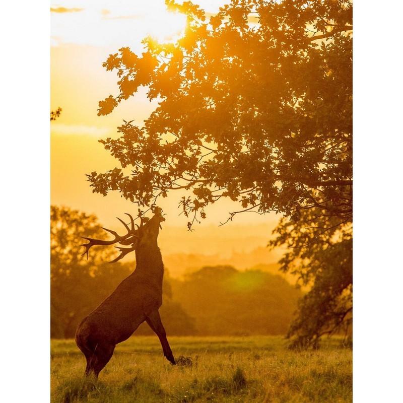 Алмазная живопись Вышивка крестиком Ремесло Full Drill Алмазная вышивка Новое поступление Горный хрусталь Мозаика Домашний декор стен
Алмазная живопись Вышивка крестиком Ремесло Full Drill Алмазная вышивка Новое поступление Горный хрусталь Мозаика Домашний декор стен