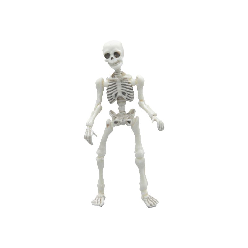 Man Model Skeleton Mr Bones Multijointed Movable Figure Food Toy Ornament Doll Big Skeleton (adult)
Man Model Skeleton Mr Bones Multijointed Movable Figure Food Toy Ornament Doll Big Skeleton (adult)