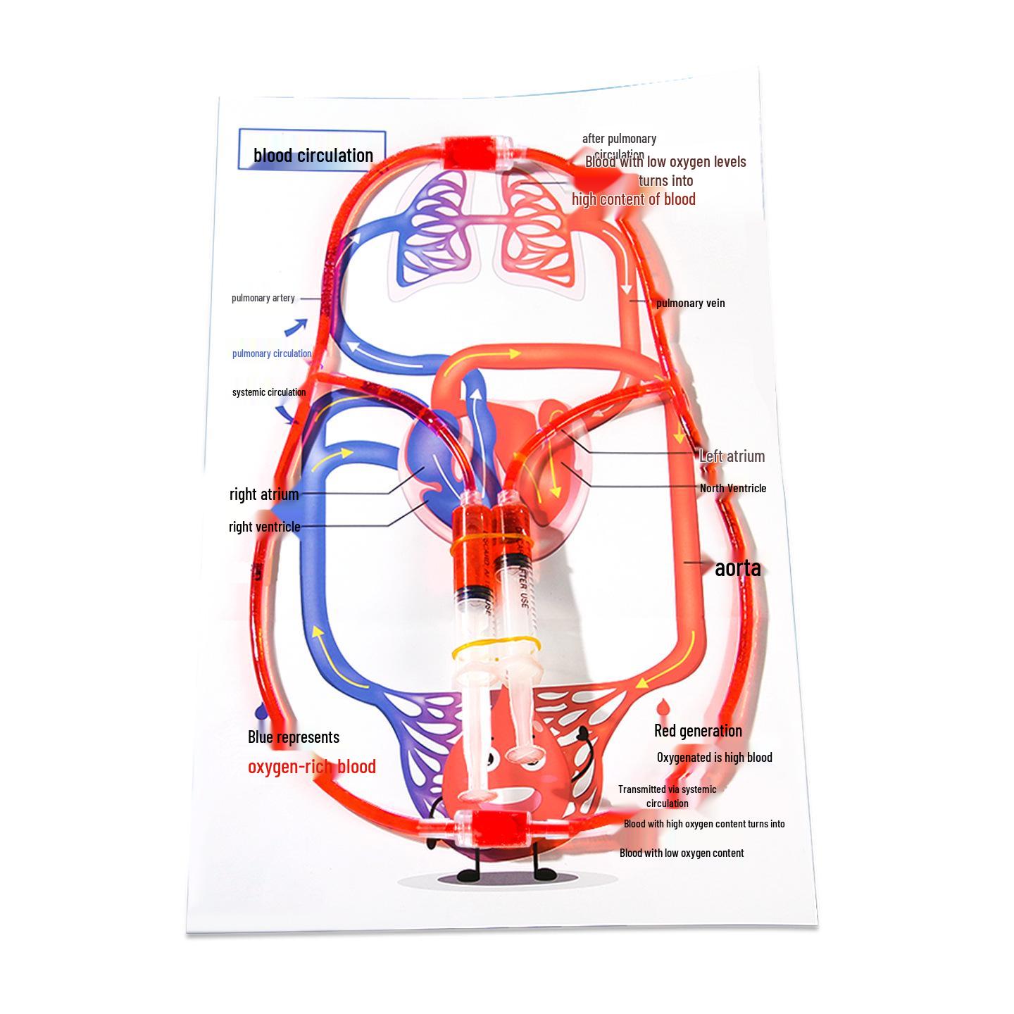 Сделай сам Модель кровообращения человека для детей - Набор для научного эксперимента 500 Sets Unit Price
Сделай сам Модель кровообращения человека для детей - Набор для научного эксперимента 500 Sets Unit Price