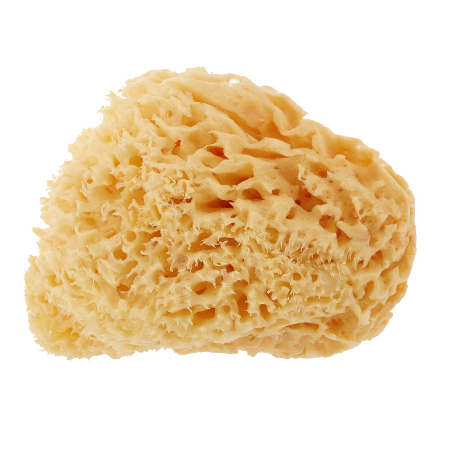 Natural sea sponge honeycomb type body sponge Made by Italy 14cm to 16cm Italian Bellini Natural sea sponge Highest quality Silk type Sponge Atopic
Natural sea sponge honeycomb type body sponge Made by Italy 14cm to 16cm Italian Bellini Natural sea sponge Highest quality Silk type Sponge Atopic