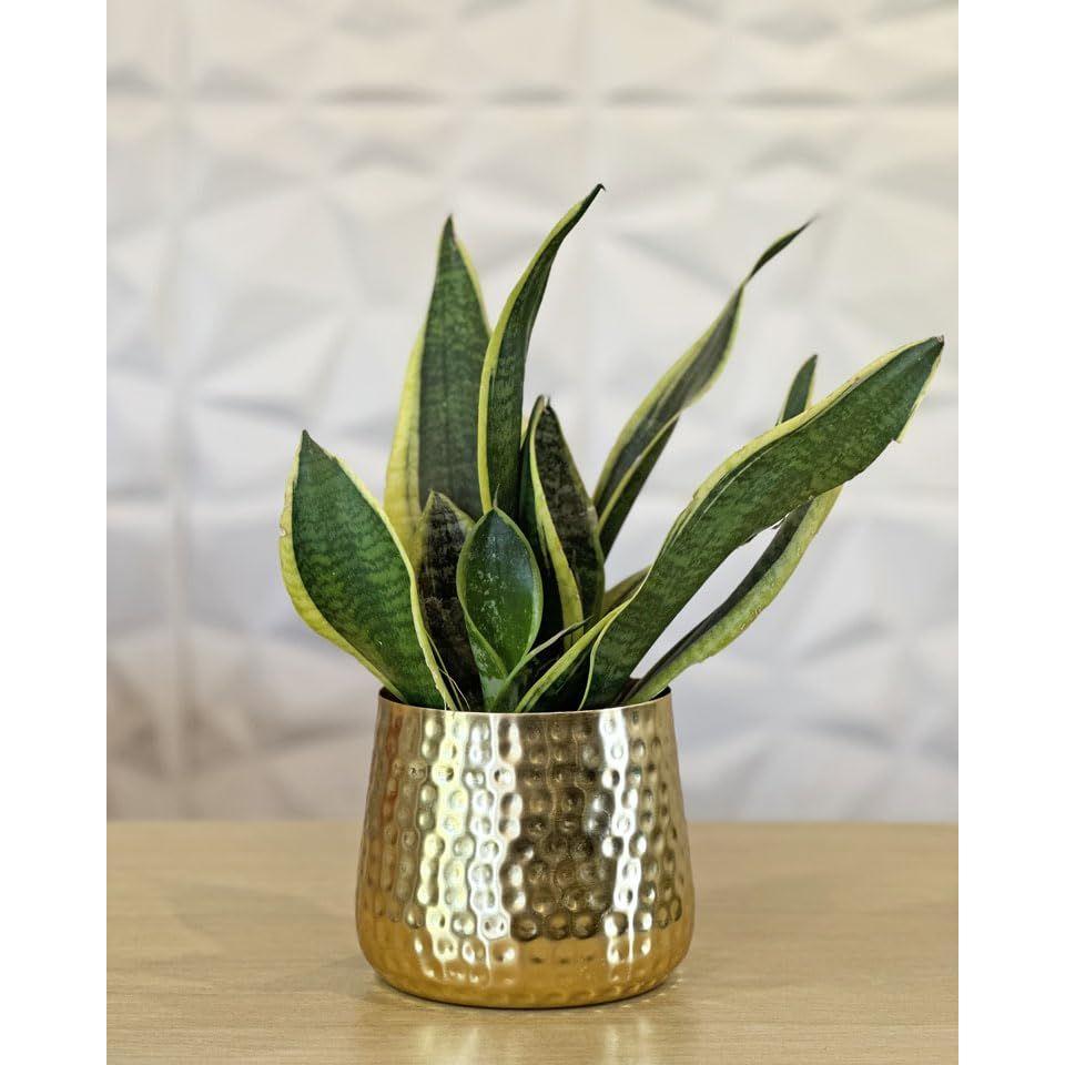 Home Metal Planter Pot for Plants, Brass Vases Flower Pot for Home Decoration, Indoor Planter Balcony Garden Decor
Home Metal Planter Pot for Plants, Brass Vases Flower Pot for Home Decoration, Indoor Planter Balcony Garden Decor