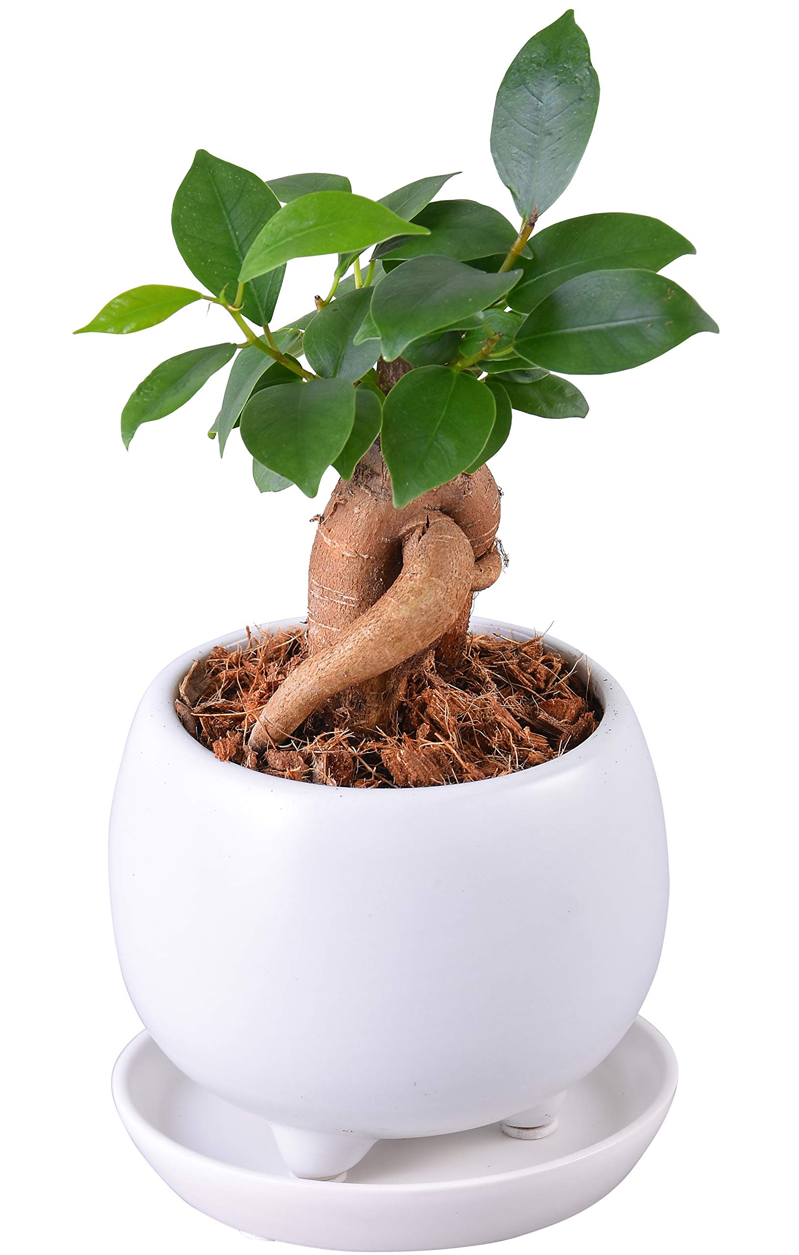 Hana no Gift Company Banyan Banyan Tree Декоративное растение Миниатюрное настоящее растение в горшке Gajumaru Banyan Растение в горшке
Hana no Gift Company Banyan Banyan Tree Декоративное растение Миниатюрное настоящее растение в горшке Gajumaru Banyan Растение в горшке