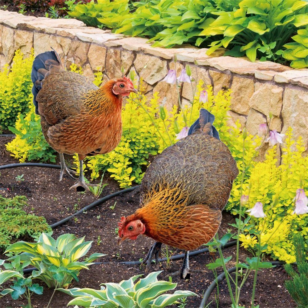 Yard Art Acrylic Chicken Ornament 3D Animals Sculpture Creative Garden Chicken Stake Backyard
Yard Art Acrylic Chicken Ornament 3D Animals Sculpture Creative Garden Chicken Stake Backyard