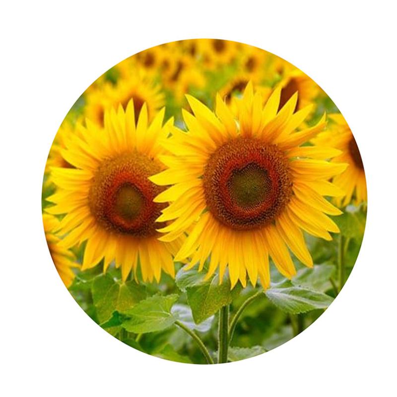 Bohemian Vintage Round Nonslip Livingroom Kitchen Bathroom Floor Mat Carpet Rug Style F,60cm/23.62in
Bohemian Vintage Round Nonslip Livingroom Kitchen Bathroom Floor Mat Carpet Rug Style F,60cm/23.62in