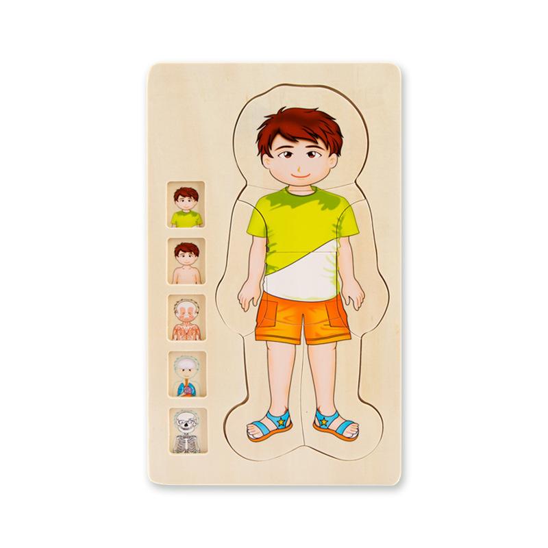 Children s Educational Multi-Layer 3D Wooden Jigsaw Puzzle Human Body Structure Biological Growth Change Cognitive Jigsaw Puzzle
Children s Educational Multi-Layer 3D Wooden Jigsaw Puzzle Human Body Structure Biological Growth Change Cognitive Jigsaw Puzzle
