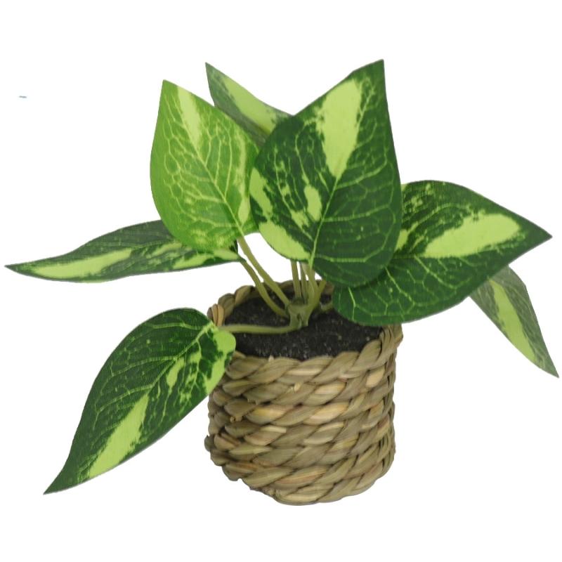 Simulated Green Plants Nordic Style Living Room Office Decoration Potted Plants Dripping Guanyin Leaves Simulated Green Plants
Simulated Green Plants Nordic Style Living Room Office Decoration Potted Plants Dripping Guanyin Leaves Simulated Green Plants