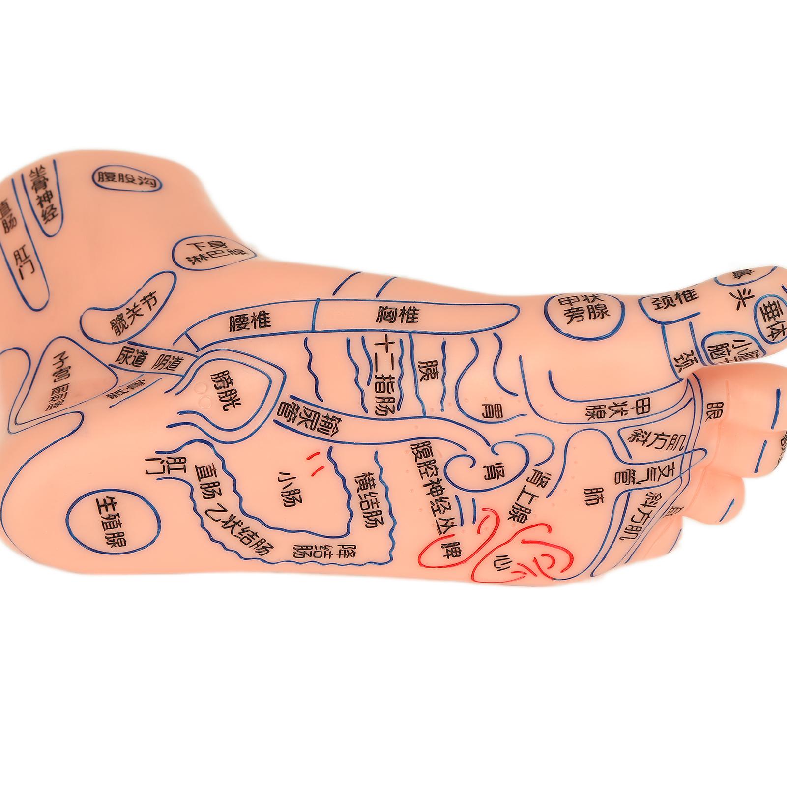 2pcs Human Feet Acupoint Model Acupuncture Teaching Aids Supplies Foot Model for Schools
2pcs Human Feet Acupoint Model Acupuncture Teaching Aids Supplies Foot Model for Schools