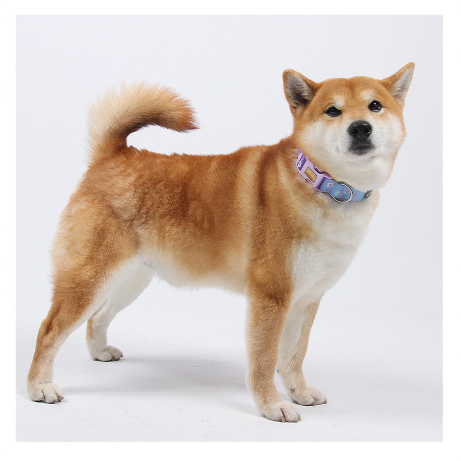 Adjustable Gradient Pattern Pet Collar with Customizable Identification Tag Durable Nylon Material Secure Buckle and Metal D-Ring for Dogs and Cats S
Adjustable Gradient Pattern Pet Collar with Customizable Identification Tag Durable Nylon Material Secure Buckle and Metal D-Ring for Dogs and Cats S