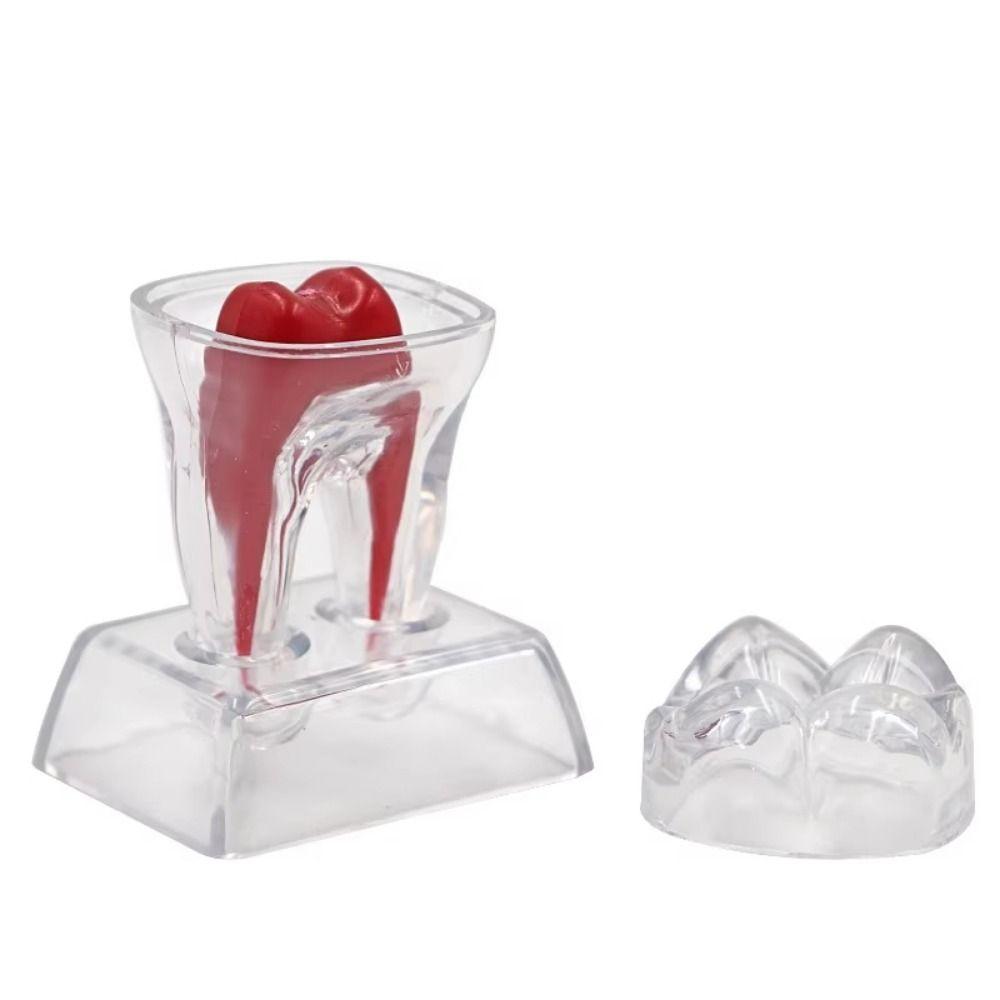 Separable Decomposable Dental Teeth Model With Base Tooth Disintegration Ornaments Teaching
Separable Decomposable Dental Teeth Model With Base Tooth Disintegration Ornaments Teaching