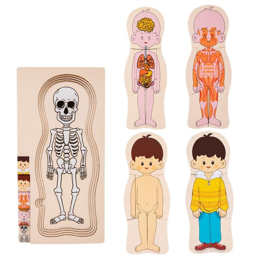 Multi-Layer Body Structure Puzzle Educational Anatomy Jigsaw Learn Body Parts Style B
Multi-Layer Body Structure Puzzle Educational Anatomy Jigsaw Learn Body Parts Style B