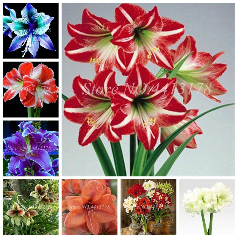 Китайский Дешевые Цветок Бонсай растения Hippeastrum Цветочный завод Горшки Цветочный сад Балкон Легко расти
Китайский Дешевые Цветок Бонсай растения Hippeastrum Цветочный завод Горшки Цветочный сад Балкон Легко расти