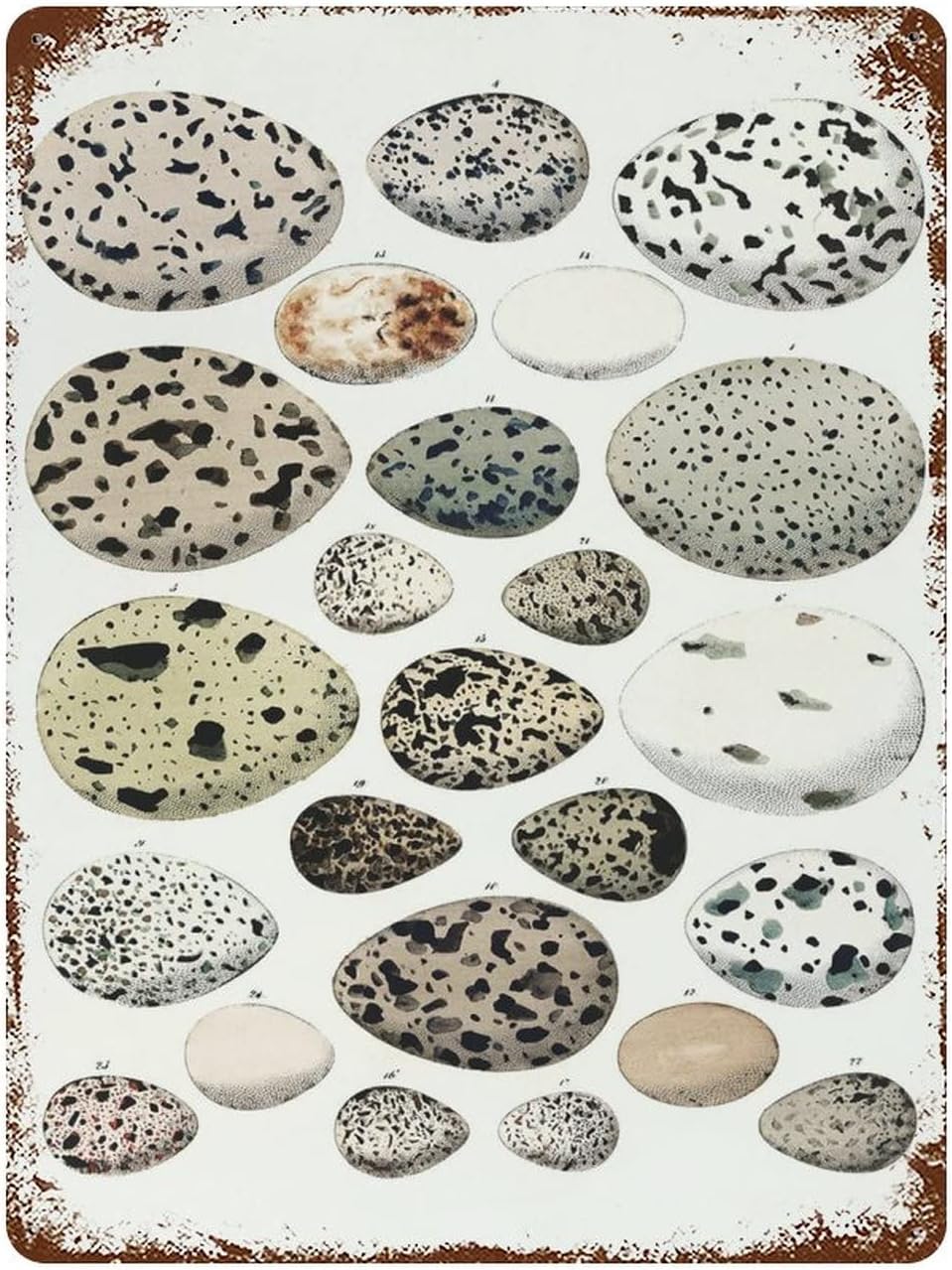 Birds Eggs Vintage Metal Plaque Sign Retro Poster Vintage Metal Tin Signs For Women Men Garden Wall Decor for Home Bathroom Man 20x30cm(7.8x11.8inch)
Birds Eggs Vintage Metal Plaque Sign Retro Poster Vintage Metal Tin Signs For Women Men Garden Wall Decor for Home Bathroom Man 20x30cm(7.8x11.8inch)