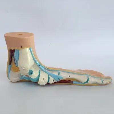 3pcs Set 1:1 Lifesize Human Normal Flat Arched Foot Anatomical Model PVC Anatomy School Lab Supplies
3pcs Set 1:1 Lifesize Human Normal Flat Arched Foot Anatomical Model PVC Anatomy School Lab Supplies