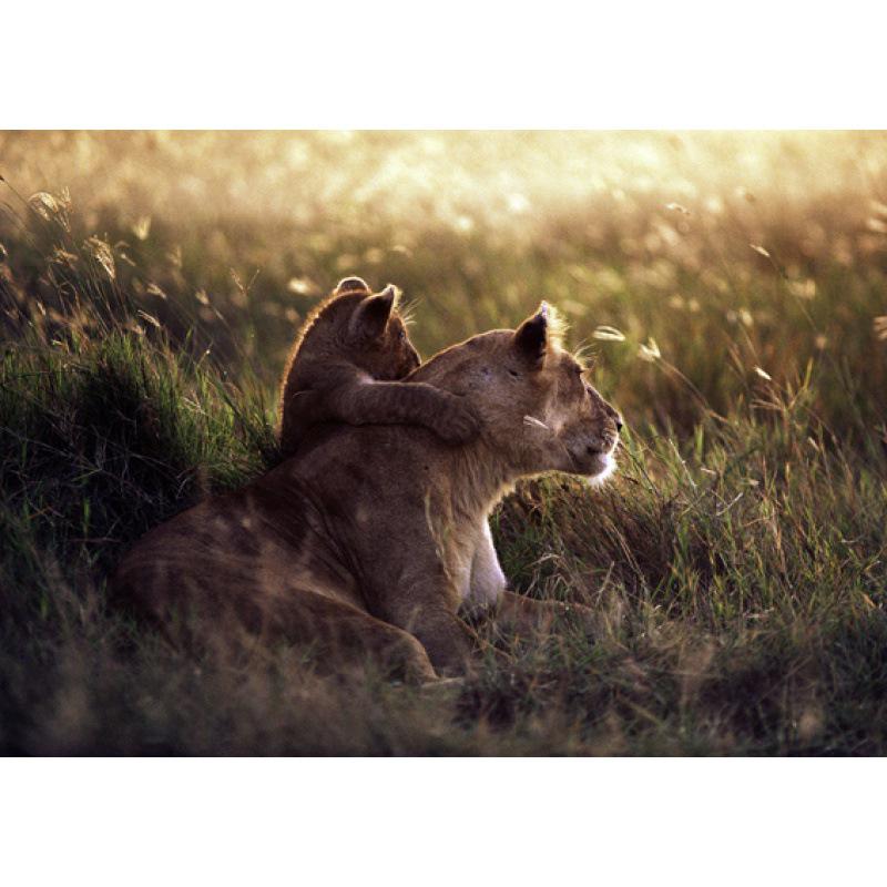 Тварина в рамці: Декоративне настінне мистецтво з крафт-паперу «Лев та Слон» White card paper (non-adhesive) 30*42 cm
Тварина в рамці: Декоративне настінне мистецтво з крафт-паперу «Лев та Слон» White card paper (non-adhesive) 30*42 cm