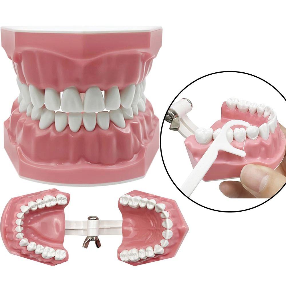 Standard Size Children s Toothbrushing Toy Full Mouth Oral Care Tooth Model Tools Dental Supplies
Standard Size Children s Toothbrushing Toy Full Mouth Oral Care Tooth Model Tools Dental Supplies