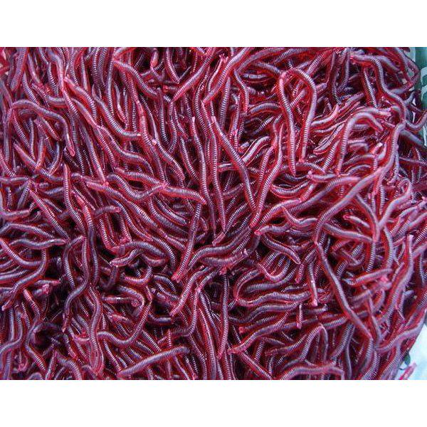 Красный червь Мягкие приманки Соль Odor Моделирование Earthworm Рыбный запах Рыбалка Лур Рыбалка Аксессуары
Красный червь Мягкие приманки Соль Odor Моделирование Earthworm Рыбный запах Рыбалка Лур Рыбалка Аксессуары