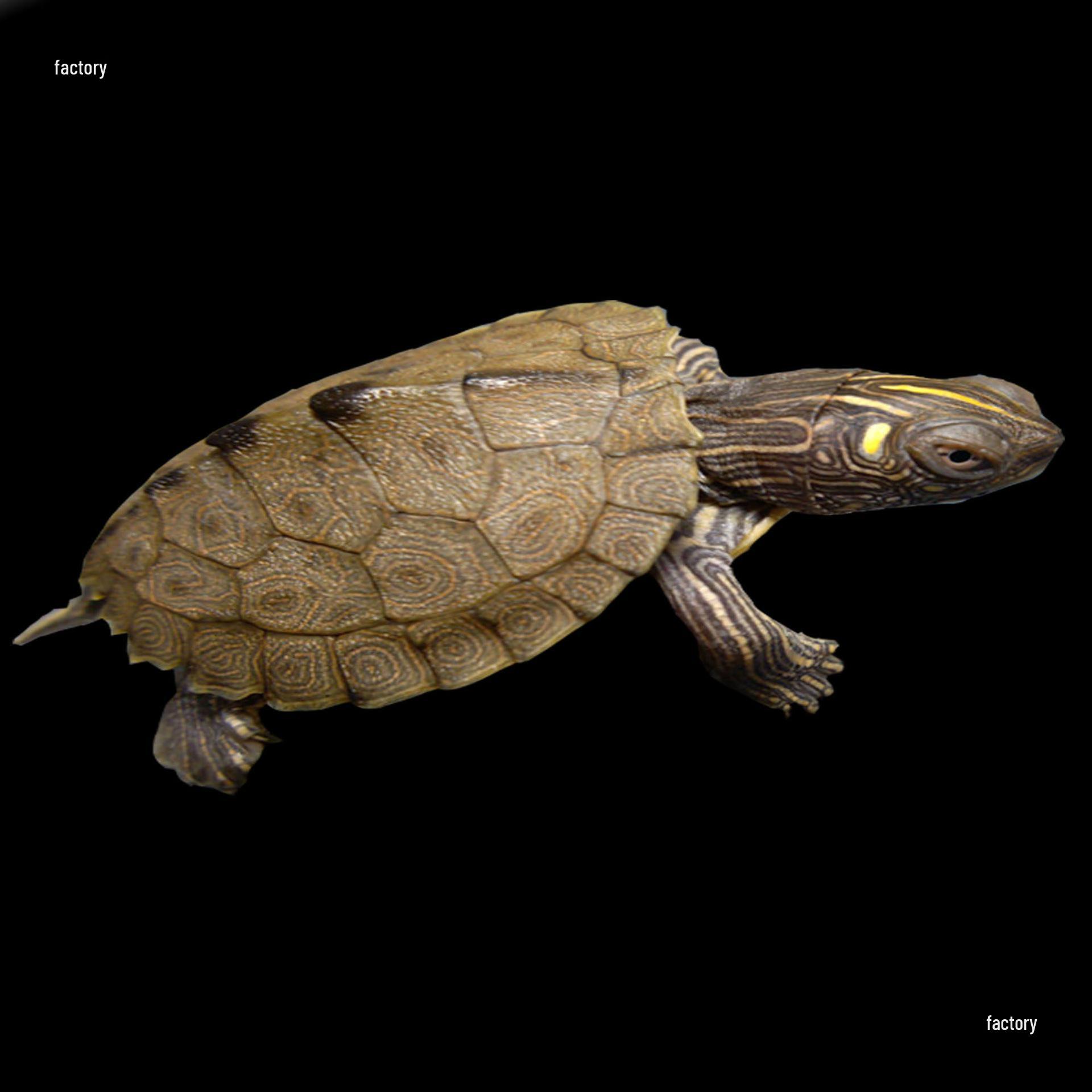 Mississippi Map Turtle Hatchlings - Outdoor Pond Pets, Small Deep Water Turtles, Internet Favorites 3-4 cm
Mississippi Map Turtle Hatchlings - Outdoor Pond Pets, Small Deep Water Turtles, Internet Favorites 3-4 cm