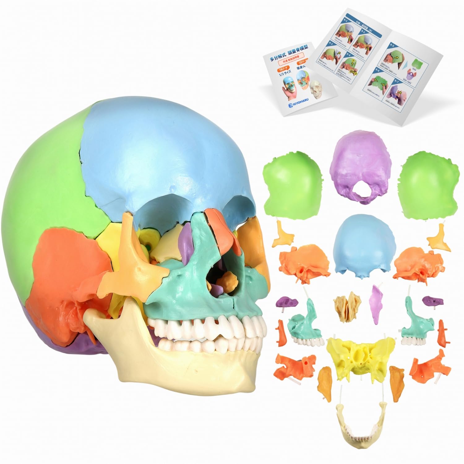 KIYOMARU Life-Size 22-Part Color Skull Model, Supervised by a Physical Therapist, Real-Size Skeleton Model for Dental, Medical, and Educational Purpos
KIYOMARU Life-Size 22-Part Color Skull Model, Supervised by a Physical Therapist, Real-Size Skeleton Model for Dental, Medical, and Educational Purpos