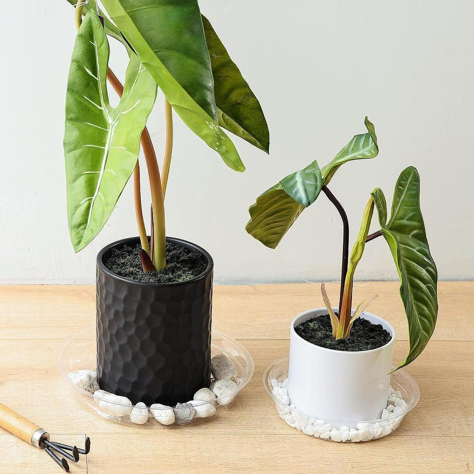 Поддон для выращивания растений для внутреннего и наружного использования 6 Inch
Поддон для выращивания растений для внутреннего и наружного использования 6 Inch