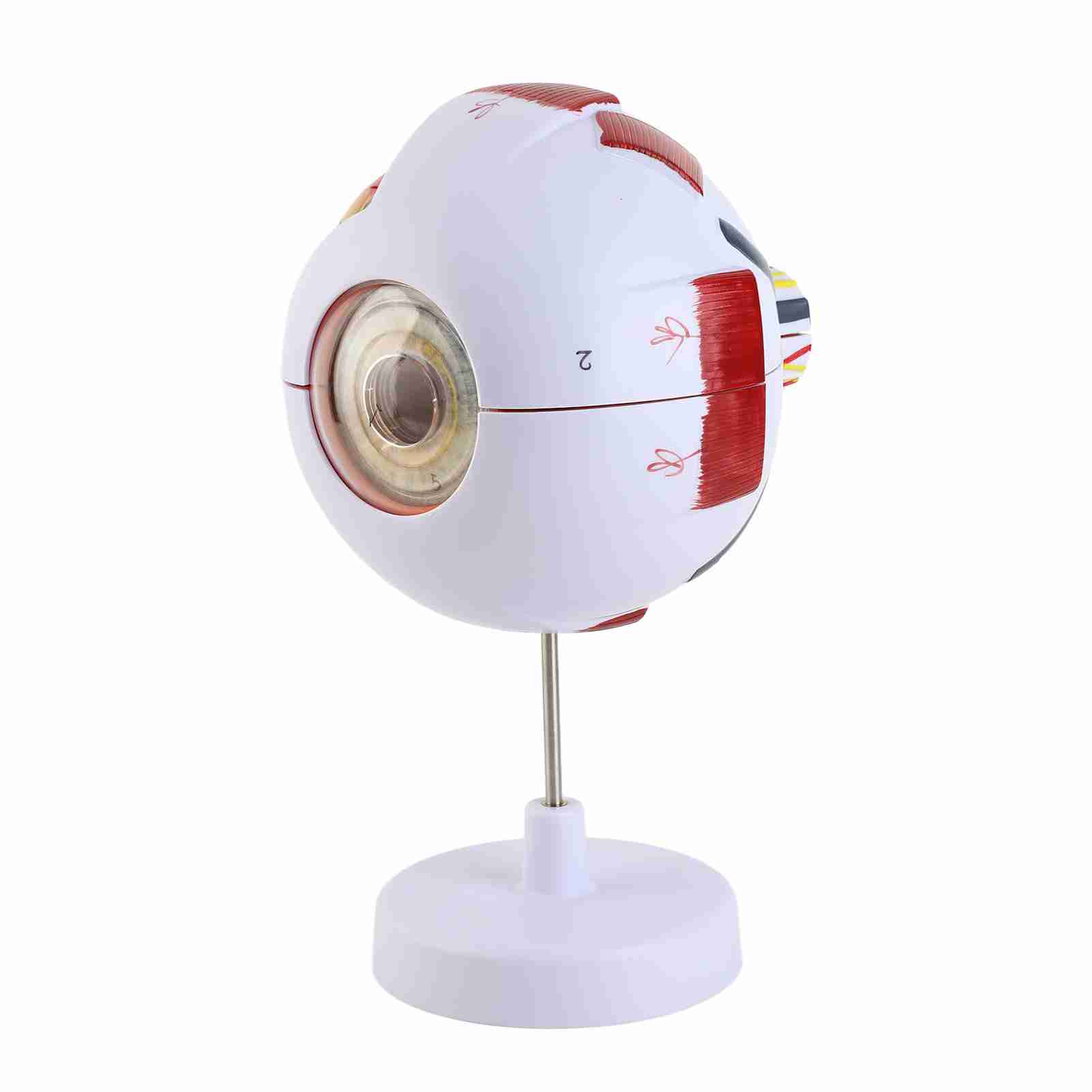 Модель анатомии глаза 6-кратного увеличения Прочный ПВХ 7 частей Легко разбирается Модель человеческого глазного яблока для обучения, образования, декорации
Модель анатомии глаза 6-кратного увеличения Прочный ПВХ 7 частей Легко разбирается Модель человеческого глазного яблока для обучения, образования, декорации