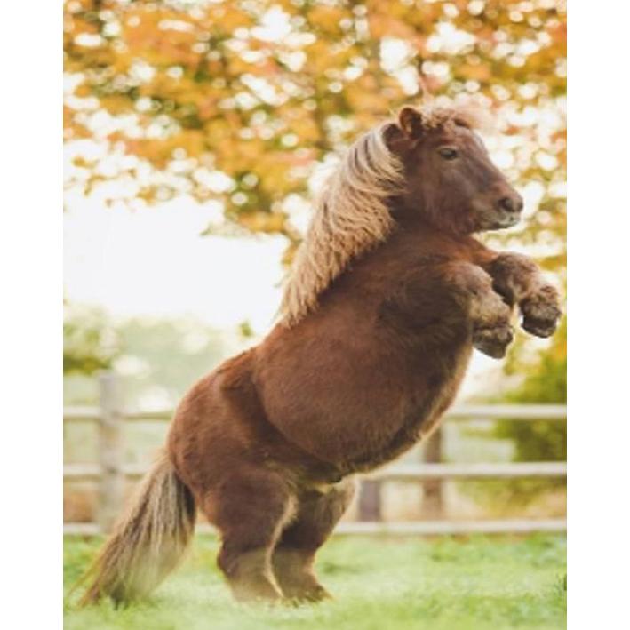 DIY алмазная живопись полный круглый дрель вышивка крестиком картина вышивка ремесло Новое поступление горный хрусталь мозаичные украшения для дома 15x20CM
DIY алмазная живопись полный круглый дрель вышивка крестиком картина вышивка ремесло Новое поступление горный хрусталь мозаичные украшения для дома 15x20CM