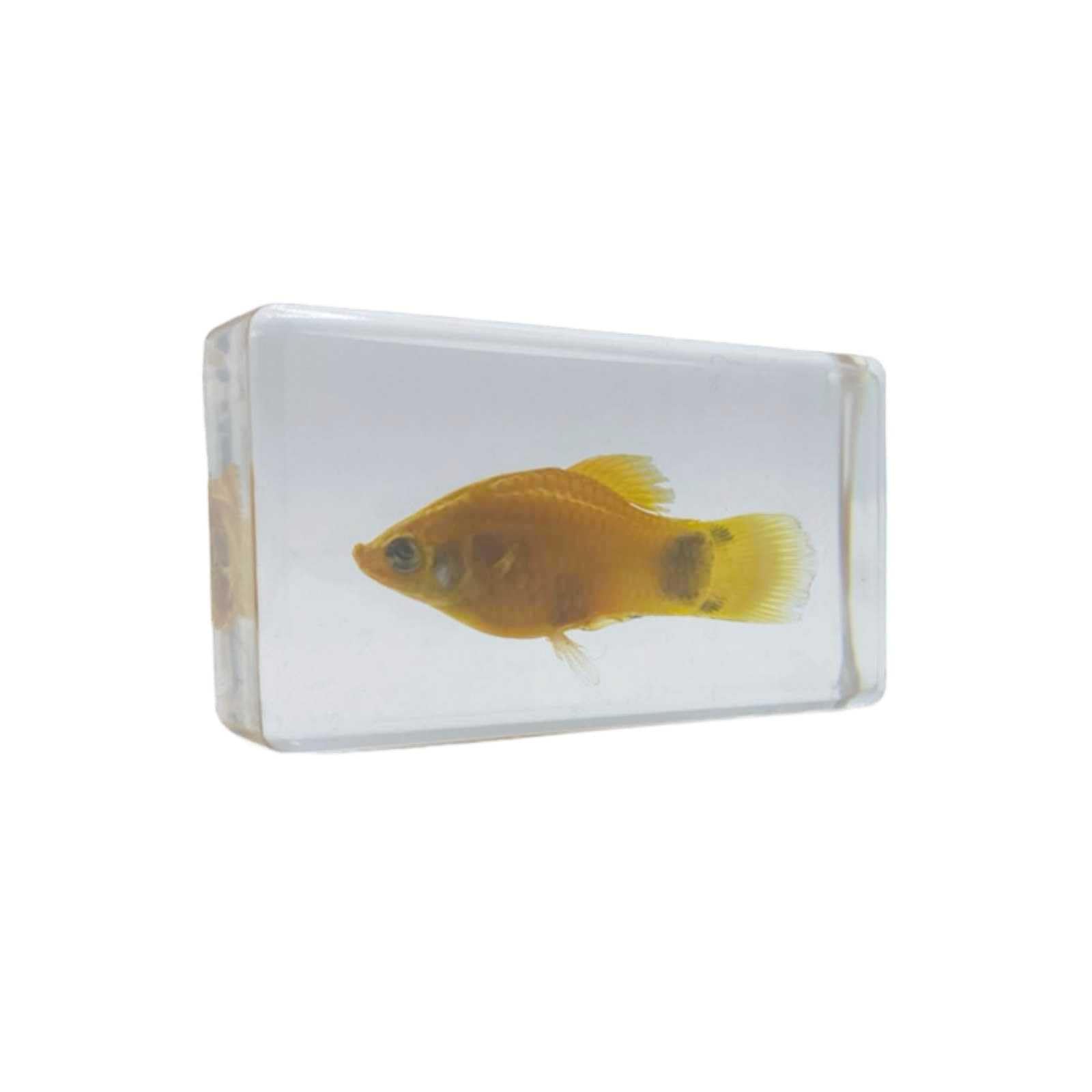 Lunari Platy Specimen Fish Transparent Specimen Observation Free Research Tropical Fish Medaka Goldfish Interior Display Collection
Lunari Platy Specimen Fish Transparent Specimen Observation Free Research Tropical Fish Medaka Goldfish Interior Display Collection