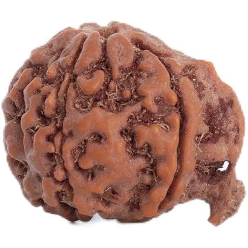Astrotalk Sacred Ganesh Mukhi Rudraksha: Nepal Origin Bead for Wisdom, Protection & Confidence
Astrotalk Sacred Ganesh Mukhi Rudraksha: Nepal Origin Bead for Wisdom, Protection & Confidence