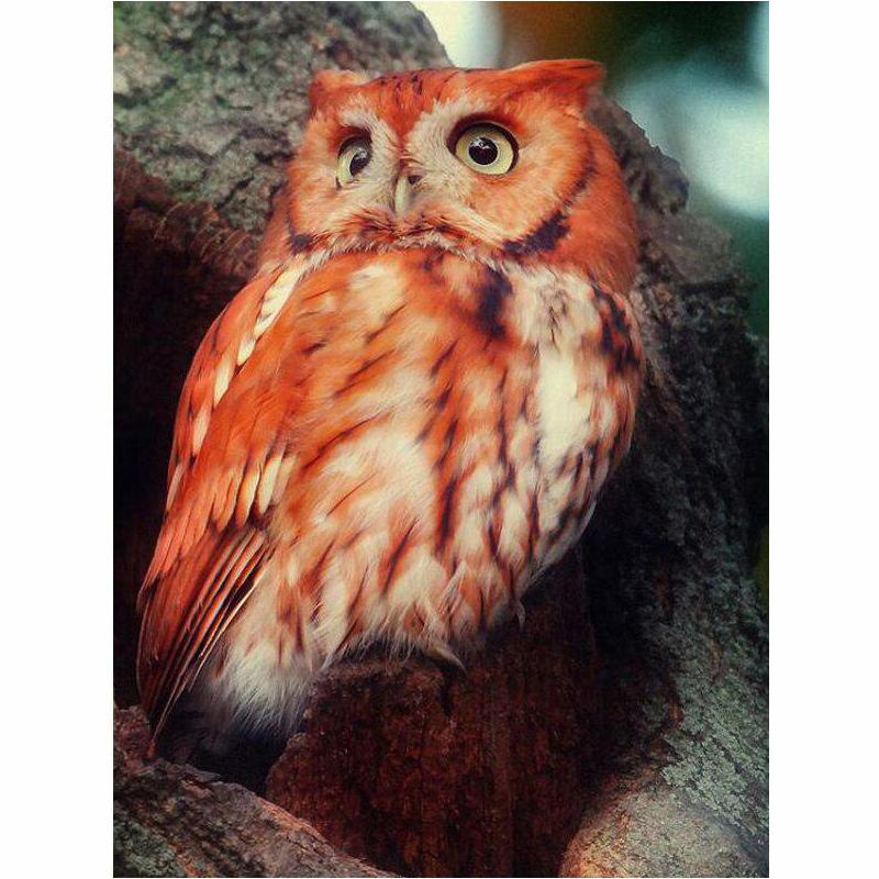 5D DIY алмазная живопись, вышивка крестом, пейзаж и животные, полная дрель, мозаика, вышивка, пара, декор для комнаты, ремесло, искусство Square 20x30cm
5D DIY алмазная живопись, вышивка крестом, пейзаж и животные, полная дрель, мозаика, вышивка, пара, декор для комнаты, ремесло, искусство Square 20x30cm