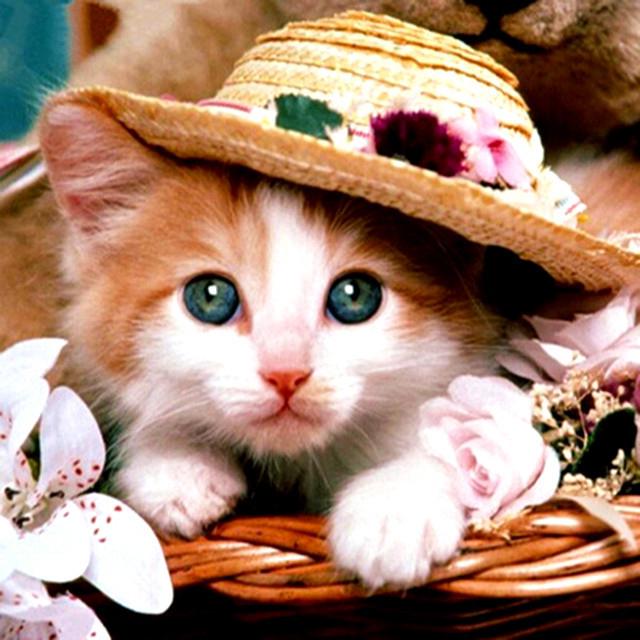 LCOZX 5D DIY Бриллиантовая живопись Кошка Горный хрусталь Картины Полный круг АлмазНая вышивка Животные Крестик Набор для украшения Дома Украшение Подарок