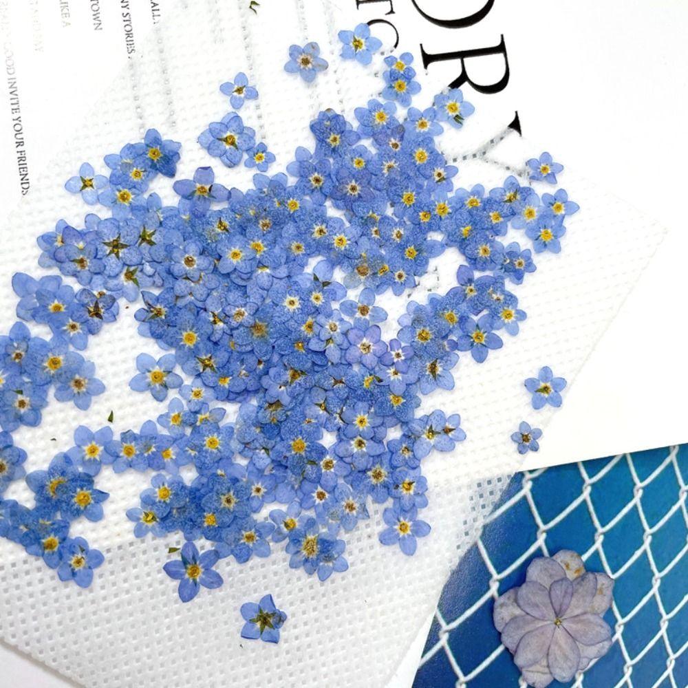 Nail Art Candle Making Card Jewelry Forget-Me-Not Dried Flowers Don t Forget Me Pressed Flower синий
Nail Art Candle Making Card Jewelry Forget-Me-Not Dried Flowers Don t Forget Me Pressed Flower синий