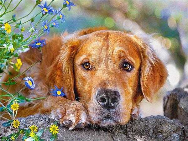 5d Diy Алмазная картина Лабрадор Собака Декор комнаты Алмазная вышивка Животные Природные пейзажи Мозаика Кристалл Картина Full Round 20x30CM
5d Diy Алмазная картина Лабрадор Собака Декор комнаты Алмазная вышивка Животные Природные пейзажи Мозаика Кристалл Картина Full Round 20x30CM