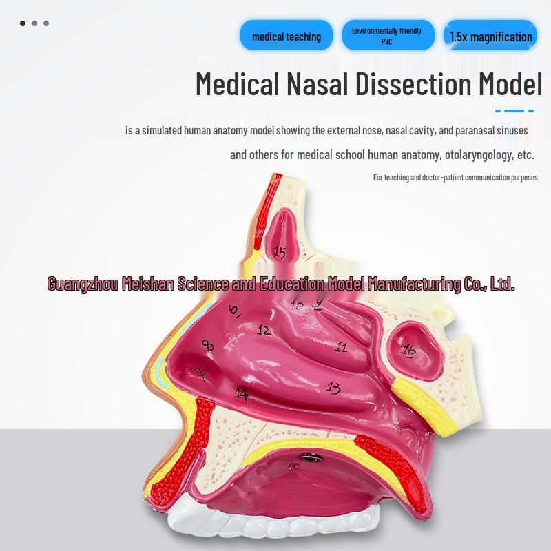 ЛОР Анатомическая модель полости носа, глотки и рта человека