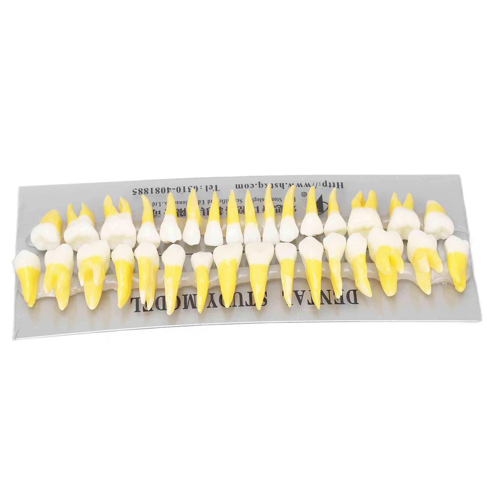 1:1 Scale Permanent Tooth Model 32pcs Dual Colors Permanent Resin Tooth Demonstration Model for Dentists
1:1 Scale Permanent Tooth Model 32pcs Dual Colors Permanent Resin Tooth Demonstration Model for Dentists