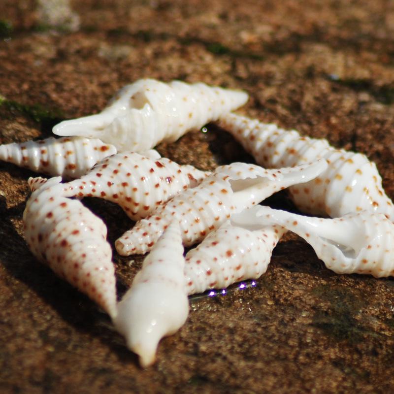 Spotted Natural Conch Shell Gift for Collections 3-5 cm
Spotted Natural Conch Shell Gift for Collections 3-5 cm