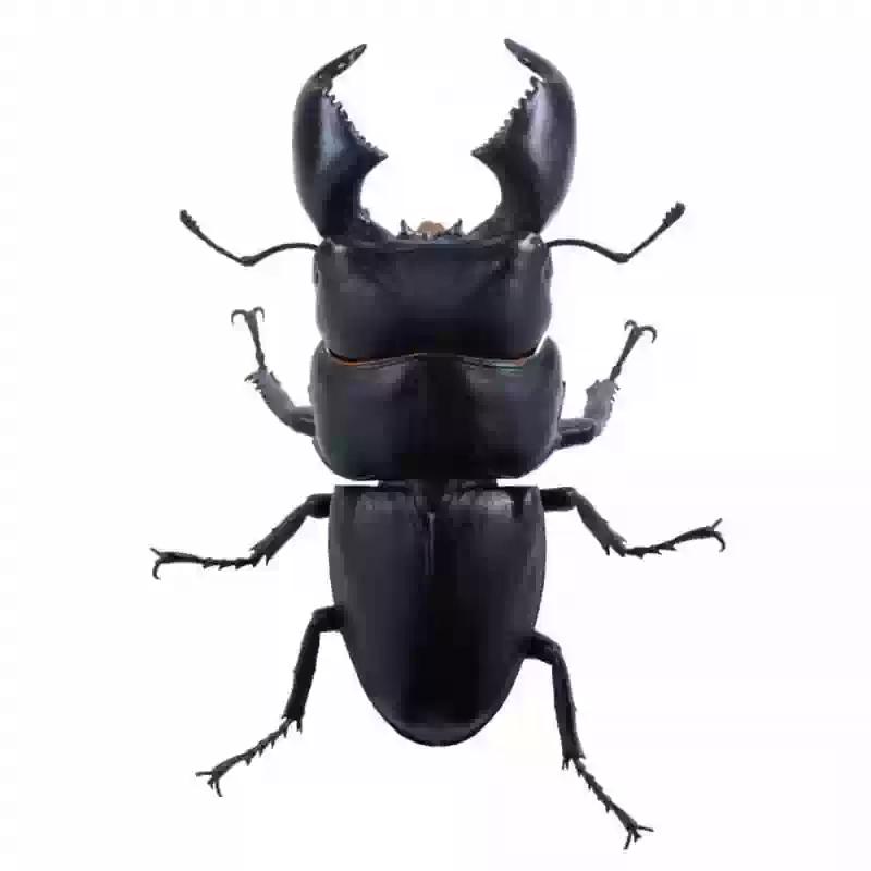 - Japanese So-Ta : Serrognathus Titanus Beetle - Realistic Miniature Insect Figure
- Japanese So-Ta : Serrognathus Titanus Beetle - Realistic Miniature Insect Figure