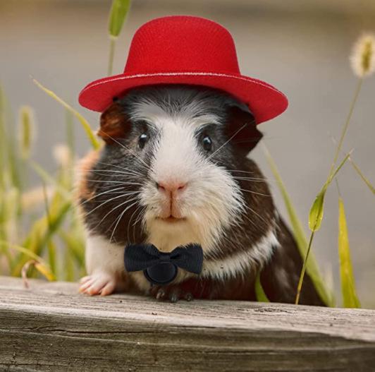 New pet top hat hamster magician hat pet transformation dress up
New pet top hat hamster magician hat pet transformation dress up