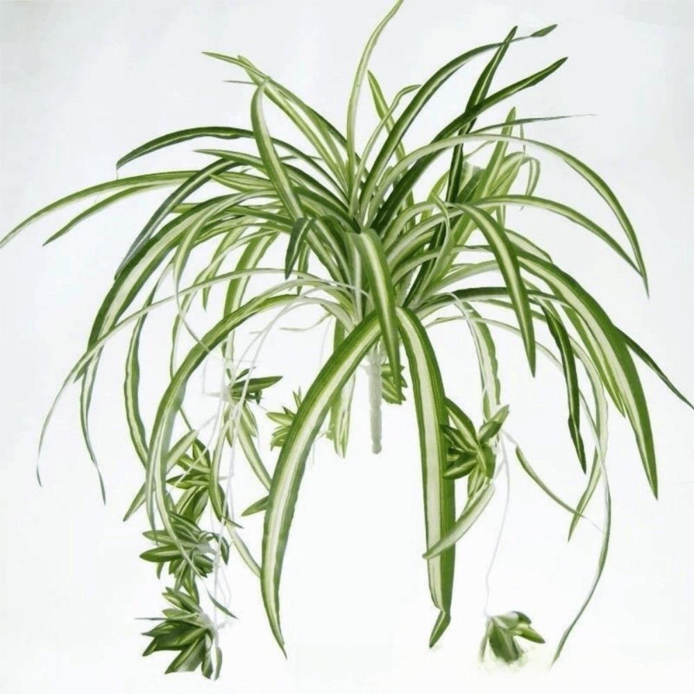 New Decorative Artificial Plants Green Simulated Turtle Leaf Artificial Faux Plants Chlorophytum Style Fake Plants Garden
New Decorative Artificial Plants Green Simulated Turtle Leaf Artificial Faux Plants Chlorophytum Style Fake Plants Garden