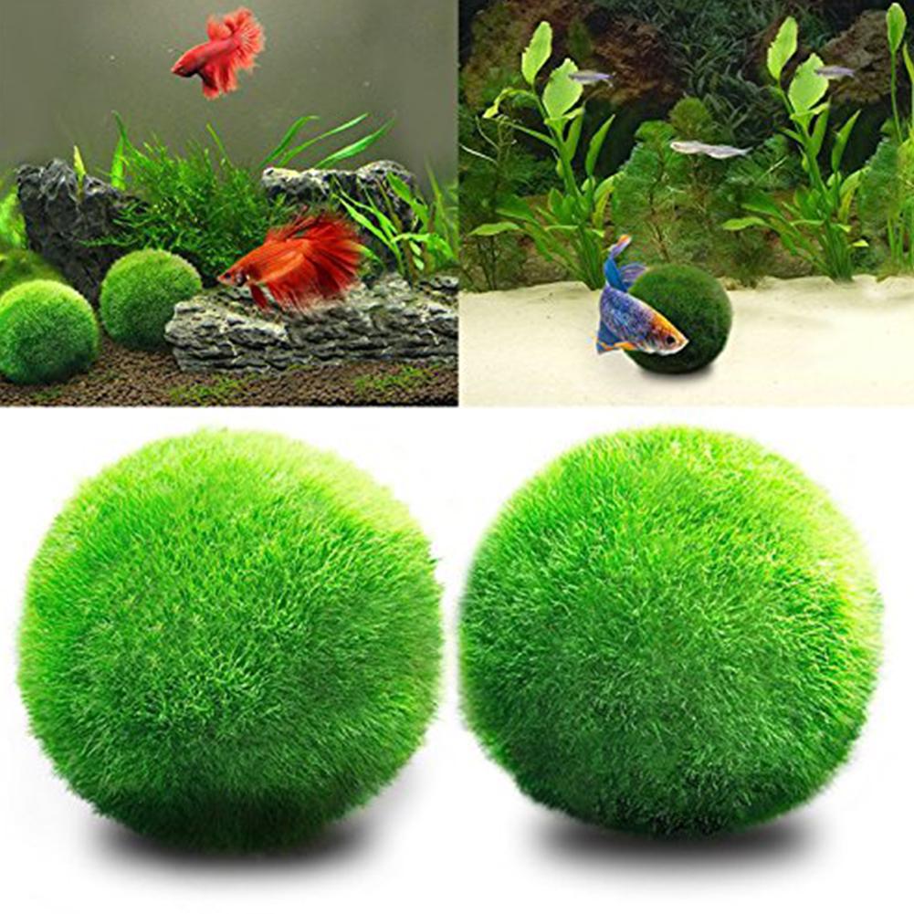 Жива зелена кулька з водоростей для декору акваріума green #1
Жива зелена кулька з водоростей для декору акваріума green #1