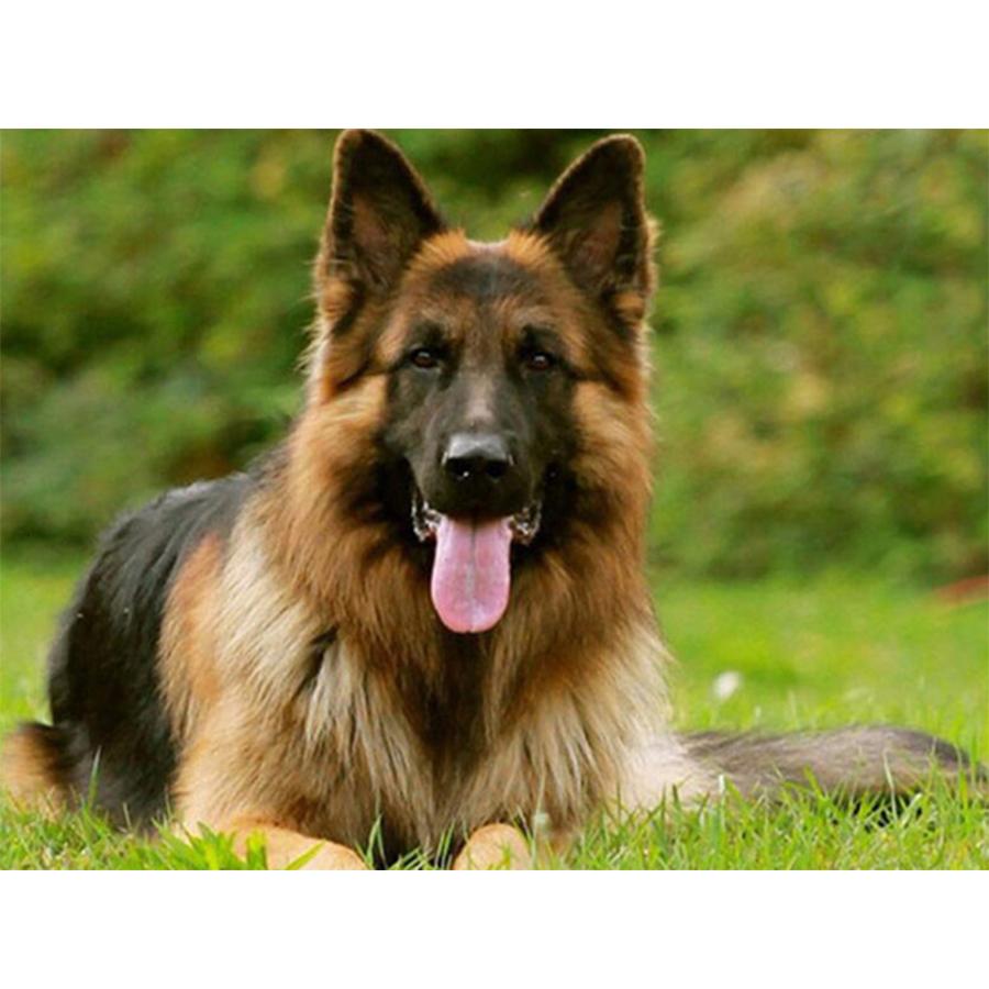 5D DIY Набор для алмазной живописи Милая собака Фотографии Стразы Алмазная вышивка Пол Мозаика Животное Домашний декор Full Round 20x30cm
5D DIY Набор для алмазной живописи Милая собака Фотографии Стразы Алмазная вышивка Пол Мозаика Животное Домашний декор Full Round 20x30cm