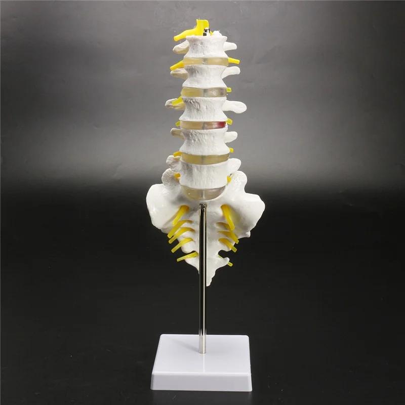13cm Life Size Chiropractic Human Anatomical Lumbar Vertebral Spine Anatomy Model School Educational Medical Teaching Tool
13cm Life Size Chiropractic Human Anatomical Lumbar Vertebral Spine Anatomy Model School Educational Medical Teaching Tool