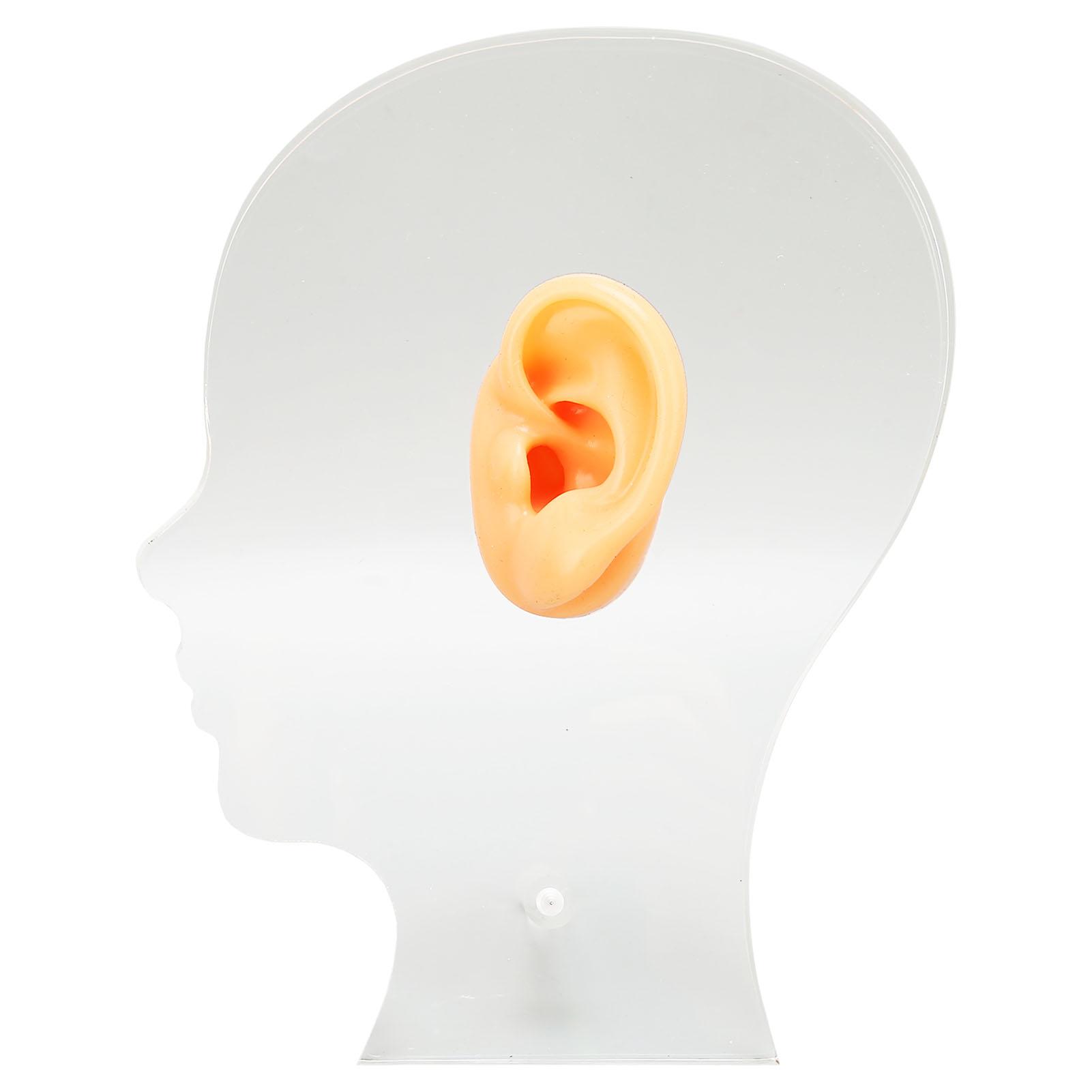 Ear Model Simulation Soft Silicone Professional Ear Display Mould with Acrylic Stand for Hearing Aid Earrings
Ear Model Simulation Soft Silicone Professional Ear Display Mould with Acrylic Stand for Hearing Aid Earrings