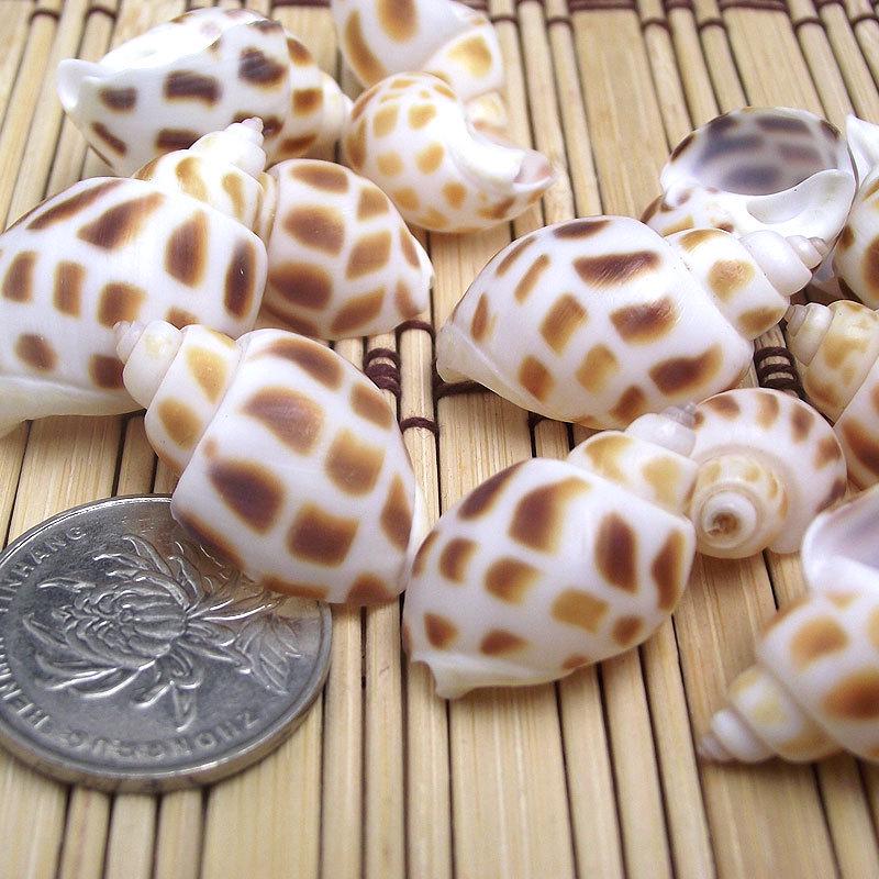 Натуральные ракушки: Орнаменты для аквариума с раком-отшельником Whelk 1.5-2.0 cm
Натуральные ракушки: Орнаменты для аквариума с раком-отшельником Whelk 1.5-2.0 cm